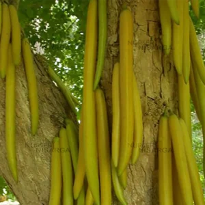 Buy Candle Fruit or Candle Stick Tree "Parmentiera cereifera" - Plant from Nursery Nisarga