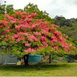 Buy Cassia Javanica "pink shower tree" - Plant from Nursery Nisarga