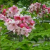 Buy Cassia Javanica "pink shower tree" - Plant from Nursery Nisarga