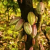 Buy Cocoa "Theobroma cacao" - Plant From Nursery Nisarga