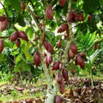 Buy Cocoa "Theobroma cacao" - Plant From Nursery Nisarga