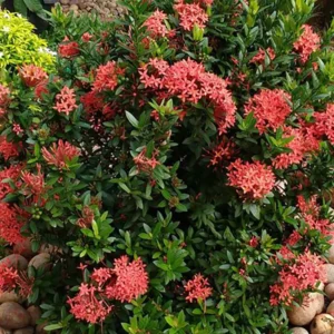 Buy Ixora Flower "Ixora Coccinea" - Plant From Nursery Nisarga