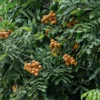 Buy Longan Fruit Plant "Dragon Eye Plant" from Nursery Nisarga