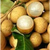 Buy Longan Fruit Plant "Dragon Eye Plant" from Nursery Nisarga