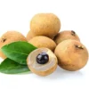 Buy Longan Fruit Plant "Dragon Eye Plant" from Nursery Nisarga