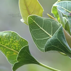 Buy Makhan Katori or Krishna's Buttercup "Ficus krishnae" - Plant from Nursery Nisarga
