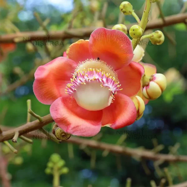 Nagchampa (Cannonball Tree) with its large, spherical fruits and vibrant, fragrant flowers, showcasing a unique and striking appearance in a lush, tropical garden.