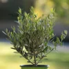 Buy Olive "Olea europaea" - Plant From Nursery Nisarga