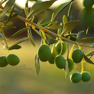 Buy Olive "Olea europaea" - Plant From Nursery Nisarga