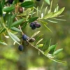 Buy Olive "Olea europaea" - Plant From Nursery Nisarga