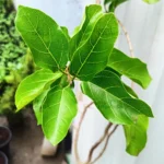 Buy Premna Japonica Bonsai "Musk Maple" - Plant Nursery Nisarga