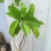 Buy Premna Japonica Bonsai "Musk Maple" - Plant Nursery Nisarga