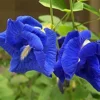 Buy Blue Aparajita "Double Petal" | Clitoria ternatea- plant from Nursery nisarga