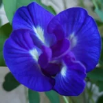 Buy Blue Aparajita "Double Petal" | Clitoria ternatea- plant from Nursery nisarga