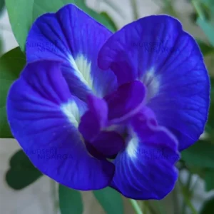 Buy Blue Aparajita "Double Petal" | Clitoria ternatea- plant from Nursery nisarga