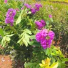 Buy Lagerstroemia Indica 'Twilight' Thai - Plant from Nursery Nisarga