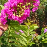 Buy Lagerstroemia Indica 'Twilight' Thai - Plant from Nursery Nisarga