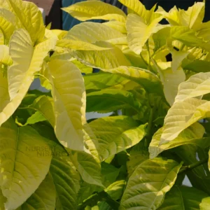 Buy Pisonia alba golden "Birdcather" - Plant from Nursery Nisarga