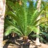 Buy Dioon Spinulosum "giant dioon" - plant From Nursery Nisarga