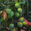 Buy Bari 4 Mango "Mangifera indica" - plant From Nursery Nisarga