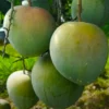 Buy Bari 4 Mango "Mangifera indica" - plant From Nursery Nisarga