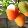 Buy Bari 4 Mango "Mangifera indica" - plant From Nursery Nisarga