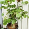 Buy Bombax Ceiba Bonsai "silk-cotton tree" - Plant From nersuery nisarga