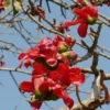 Buy Bombax Ceiba Bonsai "silk cotton tree" - Plant From Nursery Nisarga