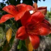 Buy Bombax Ceiba Bonsai "silk cotton tree" - Plant From Nursery Nisarga