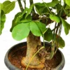 Buy Bombax Ceiba Bonsai "silk-cotton tree" - Plant From nersuery nisarga