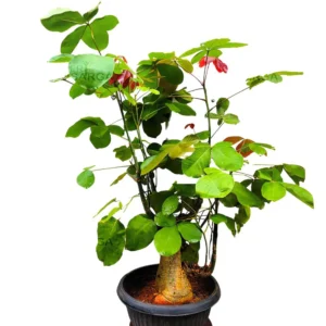 Buy Bombax Ceiba Bonsai "silk-cotton tree" - Plant From nersuery nisarga