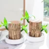 Buy Brazilian Lucky wood - Plant From Nursery Nisarag