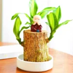 Buy Brazilian Lucky wood - Plant From Nursery Nisarag