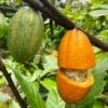 Buy Cocoa "Theobroma cacao" - Plant From Nursery Nisarga