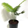 Buy Dioon Spinulosum "giant dioon" - plant From Nursery Nisarga