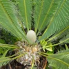 Buy Dioon Spinulosum "giant dioon" - plant From Nursery Nisarga