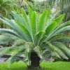 Buy Dioon Spinulosum "giant dioon" - plant From Nursery Nisarga