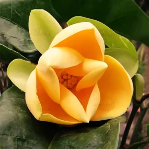 Buy Magnolia Liliifera "Egg Champa" - Plant from Nursery Nisarga