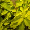 Buy Pisonia alba golden "Birdcather" - Plant from Nursery Nisarga