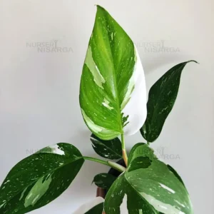 Buy Philodendron erubescens "White princess" - plant From Nursery Nisarga