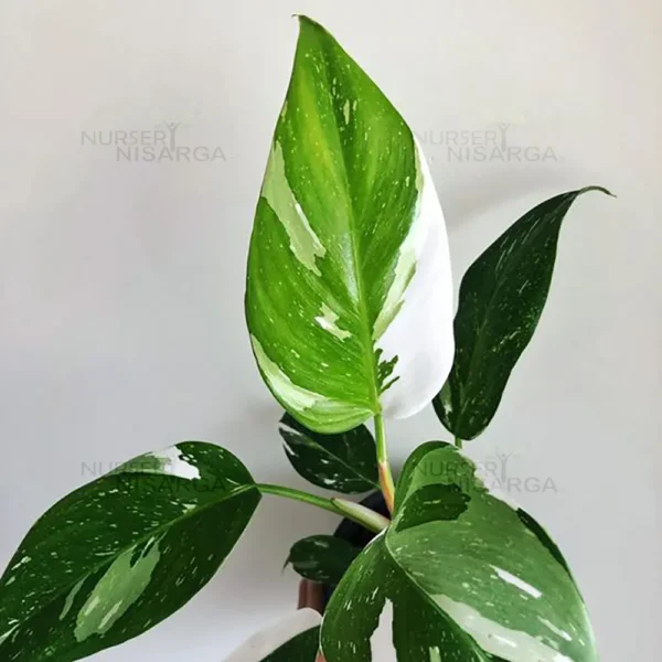 Buy Philodendron erubescens "White princess" - plant From Nursery Nisarga