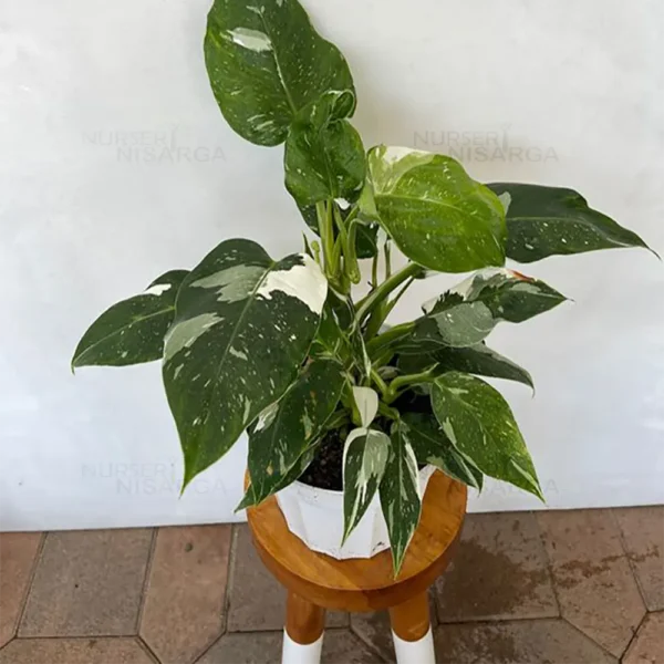 Buy Philodendron erubescens "White princess" - plant From Nursery Nisarga