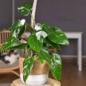 Buy Philodendron erubescens "White princess" - plant From Nursery Nisarga