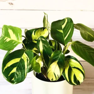 Buy Golden Mosaic "Ctenanthe lubbersiana" - Plant From Nursery Nisarga