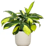 Buy Golden Mosaic "Ctenanthe lubbersiana" - Plant From Nursery Nisarga