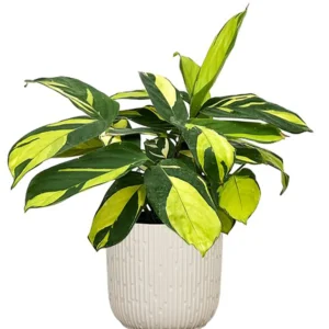 Buy Golden Mosaic "Ctenanthe lubbersiana" - Plant From Nursery Nisarga