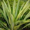 Buy Furcaria "Furcraea foetida" - Plant From Nursery Nisarga