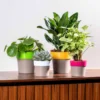 Buy Harshdeep Arty mocca 14 planter From Nursery Nisarga