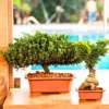 Buy Harshdeep Premium Juniper Planter From Nursery Nisarga