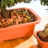 Buy Harshdeep Premium Juniper Planter From Nursery Nisarga